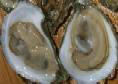 o_gay-island-oysters
