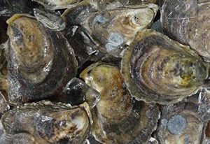 o_glidden-point-oyster-company