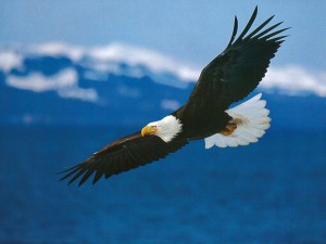 bald+eagle
