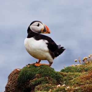 puffin_50_by_Sagereid-deviantart