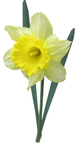 daffodil-1