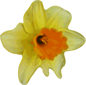 daffodil-3