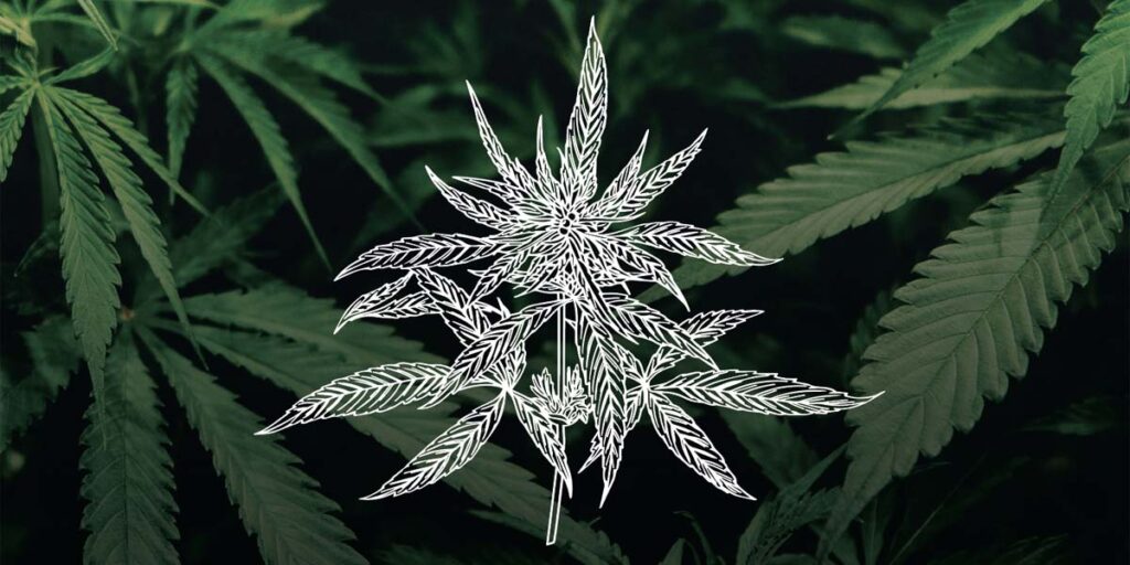 OCT21 cannabiz