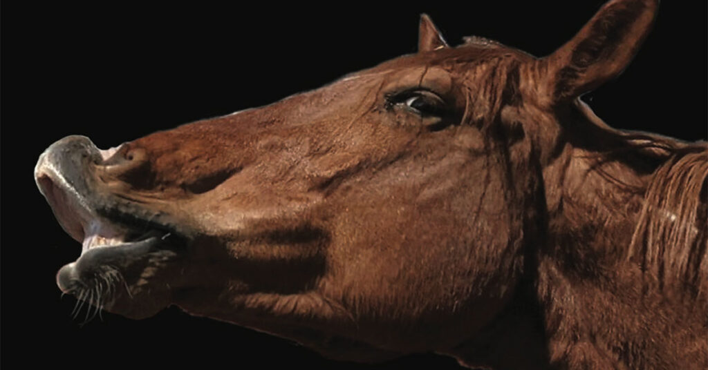 reins