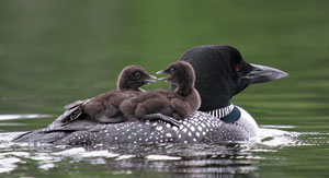 Babies On Board