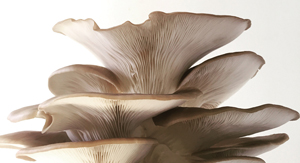 Mushroom Magic