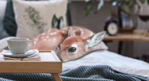 What Are the Deer?