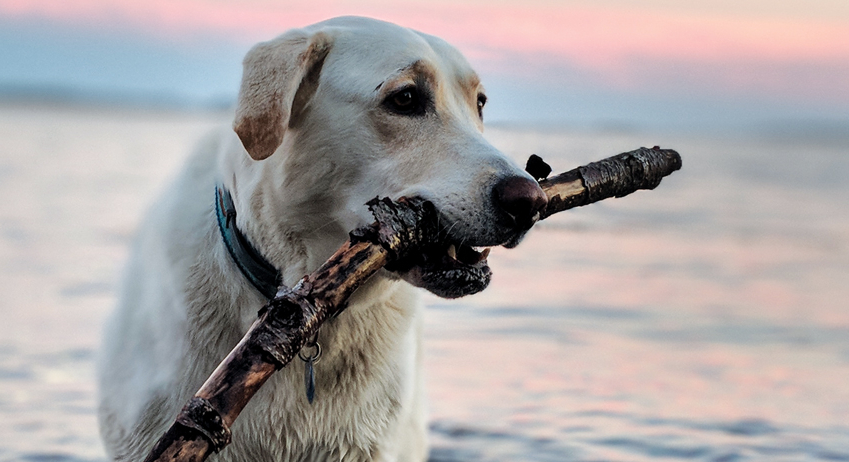 Dog-Friendly Beach Guide