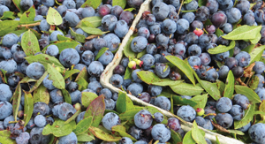 Blueberries for All