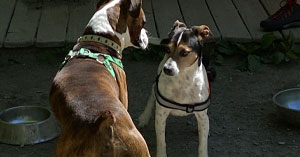 Learning From My Dog 3