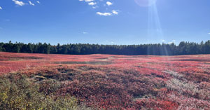 Lost on a Barren in Maine