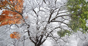 The Witness Tree